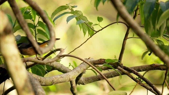 White-eared Sibia perched on tree in slow-motion