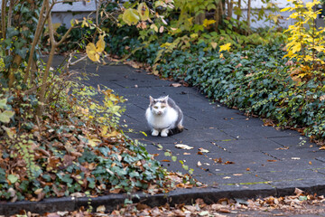 Curious Cat Strolling Down a Park Path