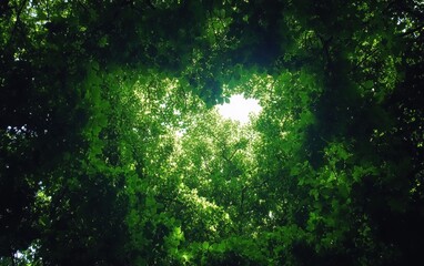 Breathtaking View of Sunlight Filtering Through Dense Green Foliage in a Tranquil Forest Setting Creating a Natural Canopy Overhead