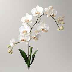 Fototapeta premium A captivating orchid plant with intricate flowers on a seamless background. 