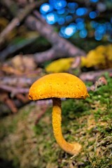 Pilz im Wald