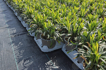 We sell herbaceous muscari seedlings in the spring