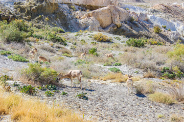 Desert central asian mouflon sheep in natural habitat, wild animals grazing on rocky mountain slope with native vegetation