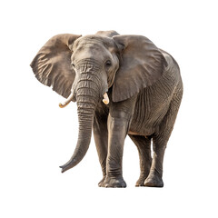 Obraz premium elephant isolated on white