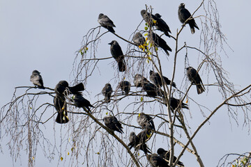 Dohlenschwarm auf einem Baum im Herbst in Schweden