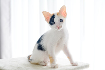 adorable Calico kittens cat snuggle closely in a cozy soft bed