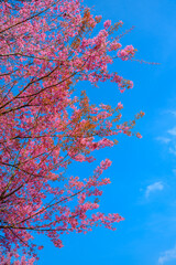 Beautiful Pink Cherry Blossom or Sakura flower blooming in nature blue sky  background