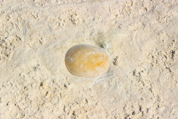 White chalk rock formation showing geological erosion with marine fossils