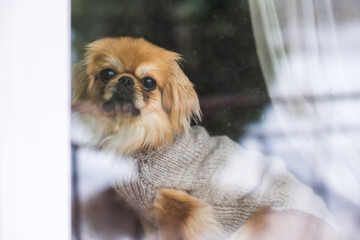 Best human friend. Pekingese Dog in grey sweater. Christmas time, winter day.