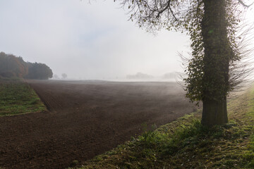 Herbstliche Nebelstimmung auf einem Feld