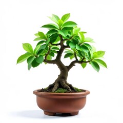 Obraz premium A bonsai tree with green leaves and a brown trunk in a simple pot on white background