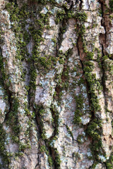 Detailed texture of tree bark covered in green moss and lichen, showcasing natural patterns and earthy tones