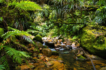 Clear mountain stream with ferns, epiphytes and mossy boulders in the subtropical forest of...