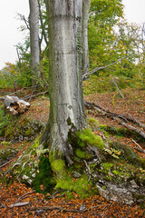 Tree trunk close-up in an autumn forest