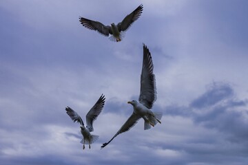 Obraz premium Seagulls soaring in a cloudy sky