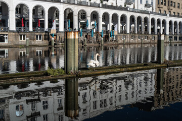 sitzender Schwan auf einem Kanal vor historischen Geb&auml;uden