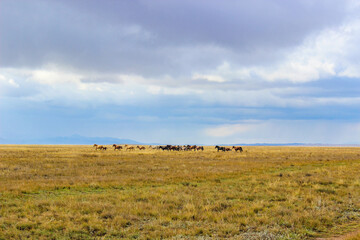 Obraz premium Wild horses silhouetted against distant mountain range on vast prairie grassland under dramatic cloudy sky