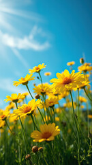 Fototapeta premium Cheerful yellow wildflowers in a field with a clear blue sky overhead, happiness, rural, sunlight