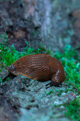 close up narrow focus slime snail macro photography vertical picture cold colors natural environment space of wet place