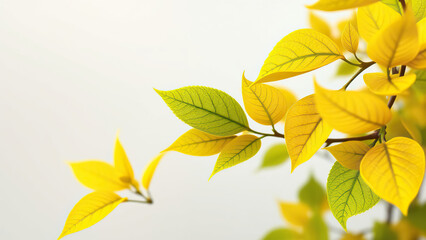 Fototapeta premium Close-up of yellow and green leaves of euonymus fortunei emerald n gold, plant, botanical, vibrant