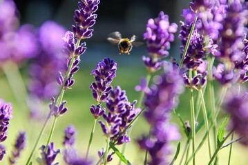 Bumble bee in flight landing on lavender in garden