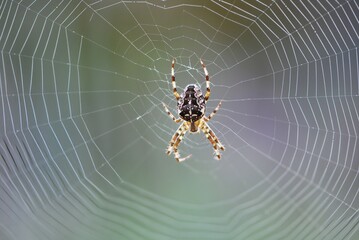 European garden spider on web
