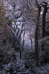 Early morning light spreads onto winter woodland 