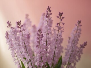 Obraz premium a bunch of purple flowers with a pink background.