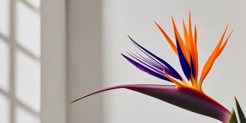 Fototapeta premium Stunning Close up of Vibrant Bird of Paradise Flower in Natural Lighting.