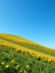 Obraz premium Fragrant yellow blossoms swaying in the gentle breeze on a rolling hill, color contrast, springtime, sunny weather, picturesque, field