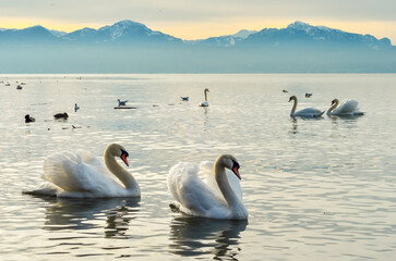  couples de cygnes en parade 