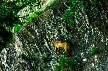 Obraz premium chamois sur une paroi rocheuse 