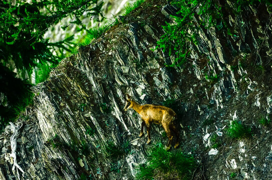 chamois sur une paroi rocheuse 
