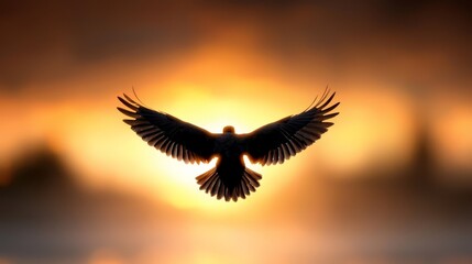 Obraz premium A bird flying in the sky with the sun setting behind it