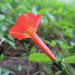 日本で秋にマルバルコウがオレンジ色の花を咲かせています