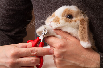 the owner cuts the claws of rabbit