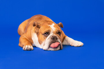 Relaxed English Bulldog Lying Down on Blue Background
