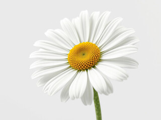White daisy with bright yellow center standing out, Wholesome, Minimalistic, Eye-catching, Contrast