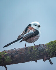 Raniuszek Aegithalos caudatus
