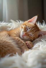 Obraz premium Orange kitten peacefully sleeping in fluffy bed