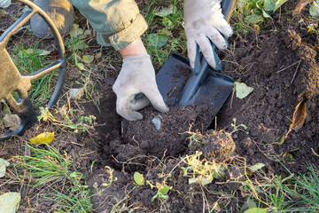 Old coins found in the ground with a metal detector. Gloved hands take a handful of coins from the hoard © Віталій Б.