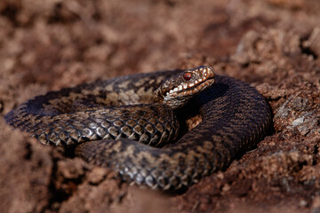 Obraz premium A close-up of a coiled snake resting on peat, showcasing its textured, dark brown scales and focused gaze under warm natural light. The blurred earthy background enhances the reptile's striking detail