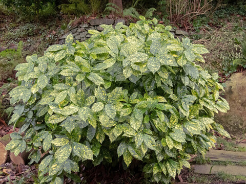 Aucuba japonica,spotted laurel,Japanese laurel,Japanese aucuba or gold dust plant shrub.