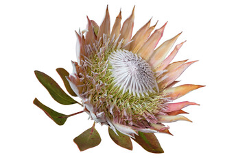 Protea cynaroides or king sugar bush flower head isolated transparent png