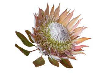 Protea cynaroides or king sugar bush flower head isolated transparent png
