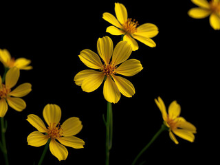 Fototapeta premium Eye-catching yellow flowers on a black background, flora, blooming