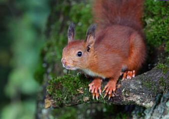 Adult red squirrel on a mossy tree in the forest. Portrait of a beautiful european squirrel (Sciurus vulgaris) looking at the camera. Common squirrel and forest environment. Asturias, Spain.