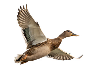 duck in flight © DreamStudiopro