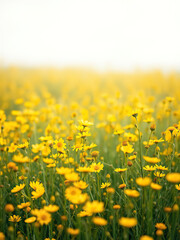 Obraz premium Watercolor painting of a peaceful yellow flower meadow, calm, picturesque, countryside, tranquil, serene