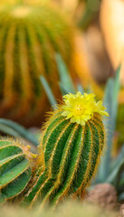 Close up of beautiful cactus flower